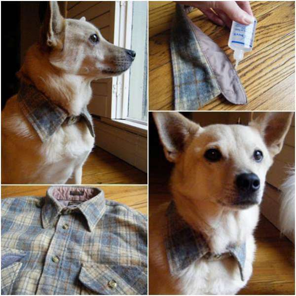 Chien élégant avec le col d'une vieille chemise