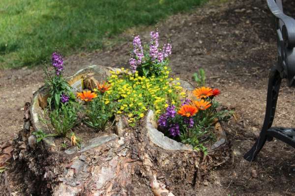 Redonnez une seconde vie à une souche d'arbres avec quelques belles fleurs