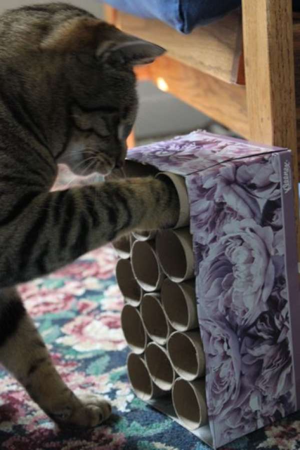 Boite avec des rouleaux de papier toilette et des friandises pour chat