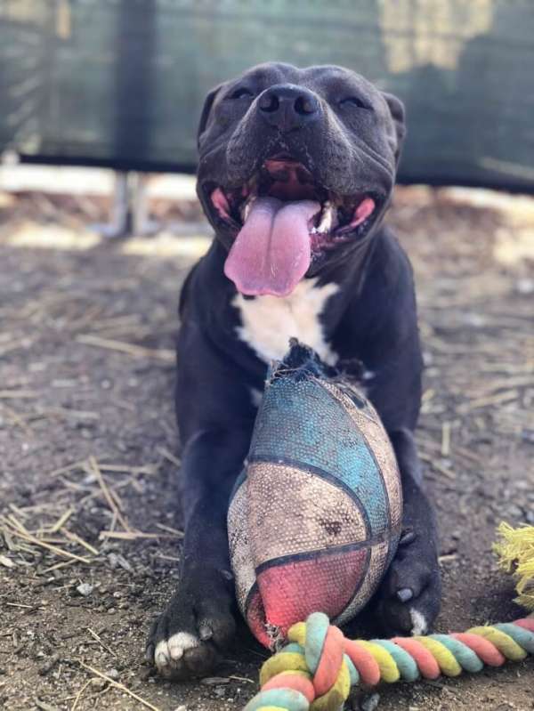 Ce chien ne se sépare jamais de son ballon préféré