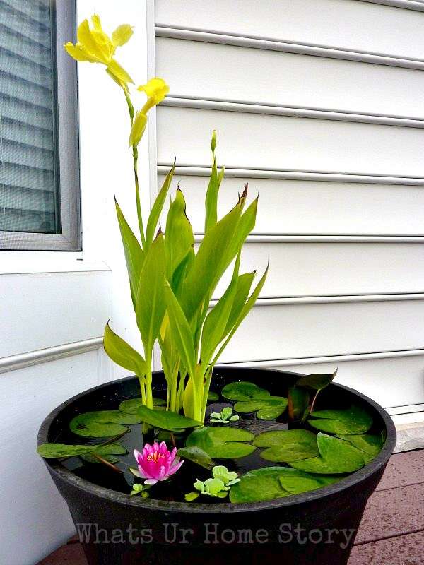 Mini jardin d'eau dans une bassine