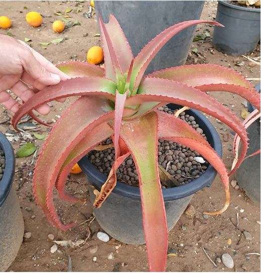 L'Aloe vanbalenii