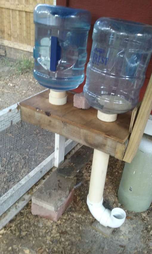 Bonbonnes d'eau transformées en mangeoires pour les poules