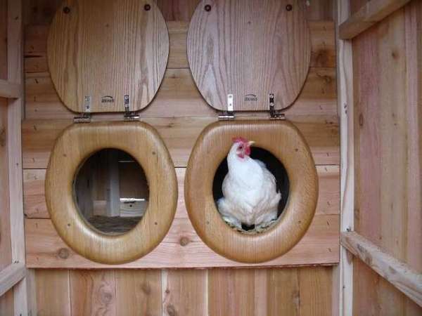 Pondoirs avec des lunettes de toilettes comme portes