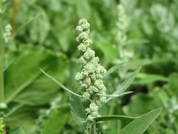 Le chou gras ou chénopode blanc