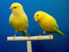 Mon canari ne chante plus