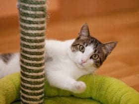 Guide pour Apprendre à Votre Chat à Utiliser Son Arbre à Griffer
