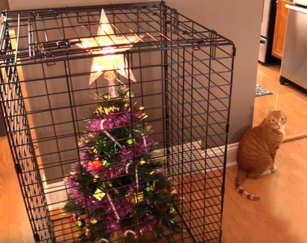 Sapin dans la cage, chats dehors, problème résolu