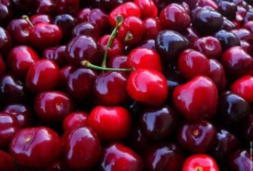 Protéger les cerises