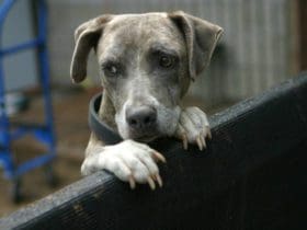 Répulsifs naturels contre les chiens