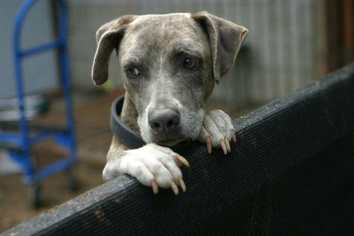 Répulsifs naturels contre les chiens