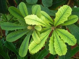 Raviver les feuilles jaunies des plantes