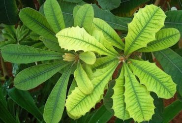 Raviver les feuilles jaunies des plantes