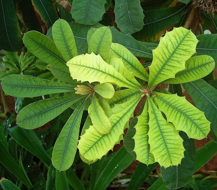 Raviver les feuilles jaunies des plantes