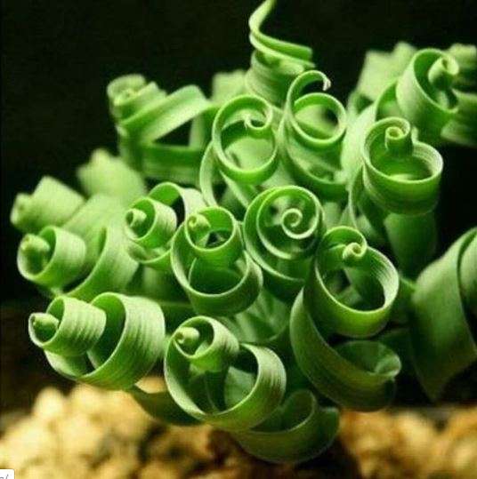 L'Albuca spiralis ou Albuca spiralée