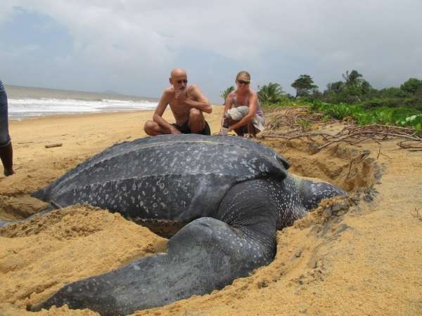 Une tortue marine stupéfiante