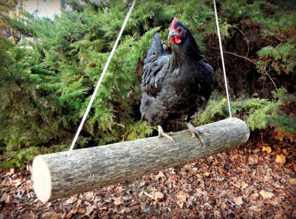 Une branche balançoire à poules