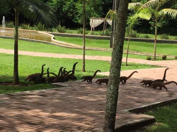 Ces coatis ressemblent à une horde de dinosaures