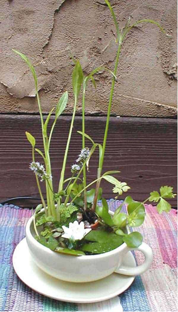 Mini jardin d'eau dans une tasse