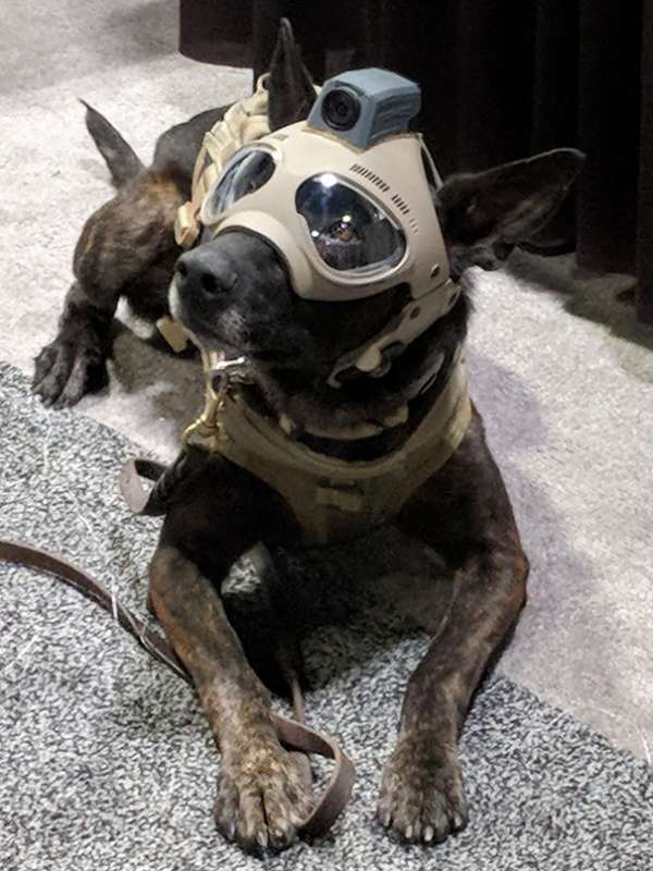 Un chien en tenue de combat pour une protection optimale de son maître