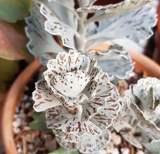 La Kalanchoe rhombopilosa