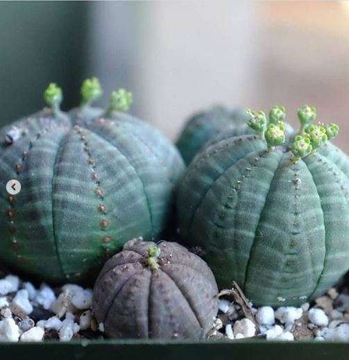 La Euphorbia Obesa ou l'Euphorbe obèse