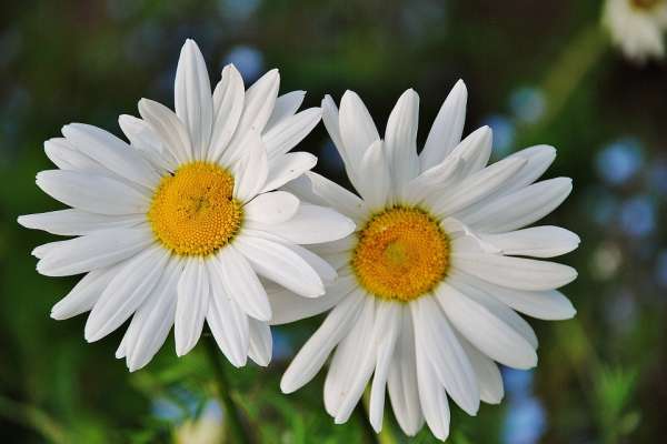 La marguerite blanche