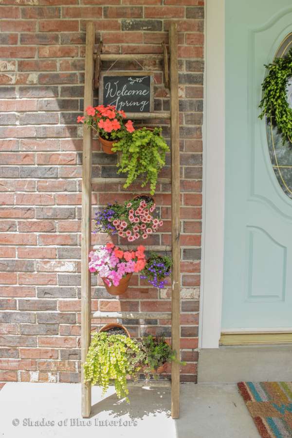 Jardin vertical avec une vieille échelle en bois