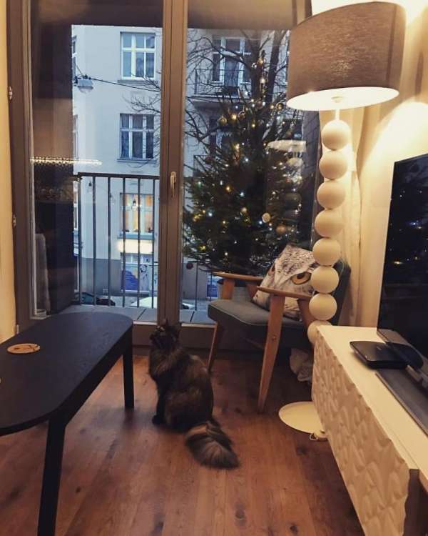 Soit le sapin, soit le chat à l'intérieur. Pas les deux