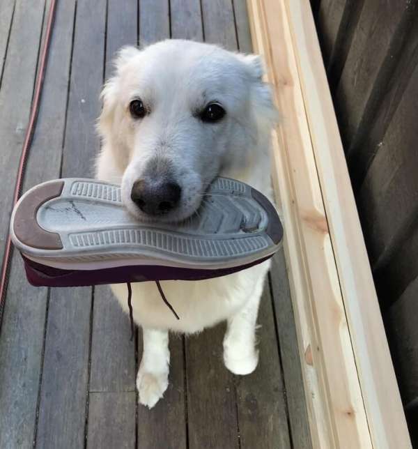 Ce chien accueil son maître avec une chaussure tous les soirs