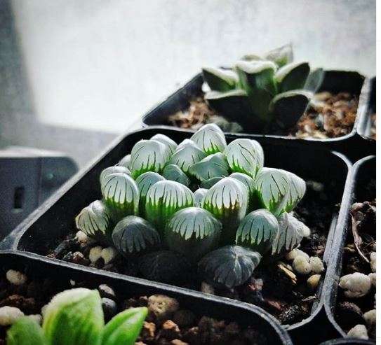 La Haworthia cooperi