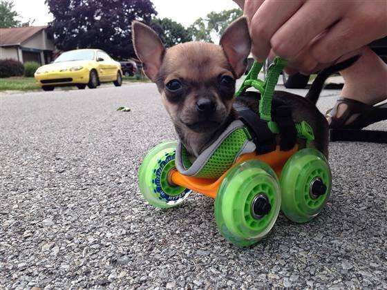 Un mini déambulateur pour un chiot estropié crée avec une imprimante 3D