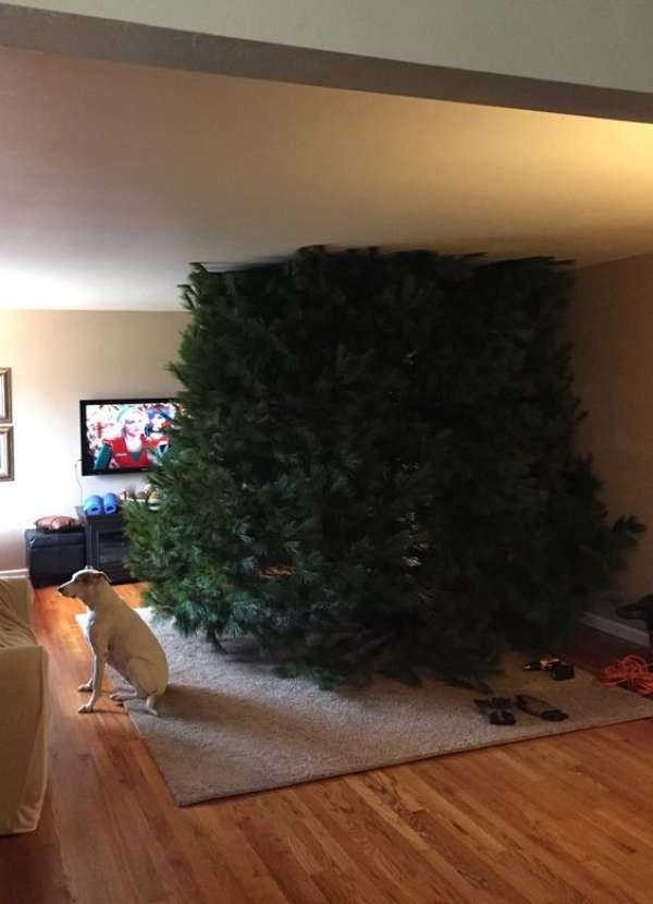 Chéri je crois que que le sapin et petit peu trop grand