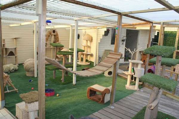 Un Catio pas comme les autres pour le grand bonheur de vos matous