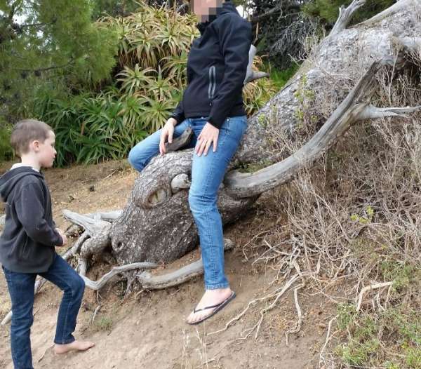 Cet arbre qui ressemble à un dragon