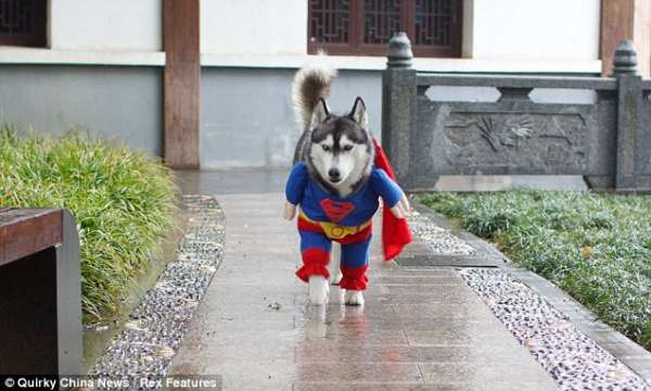 Superchien