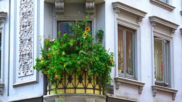 On jardine sur le balcon