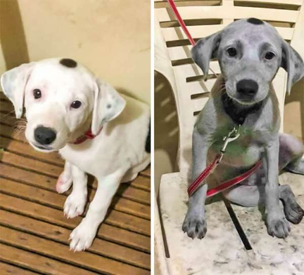 Quand ton chien a exploré le sac de charbon