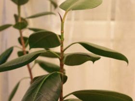 Entretenir un ficus d'intérieur