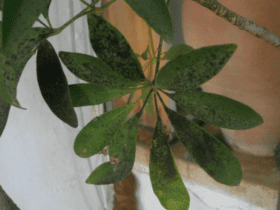 Prévenir et traiter la fumagine des plantes