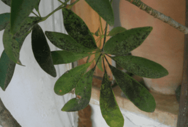 Prévenir et traiter la fumagine des plantes