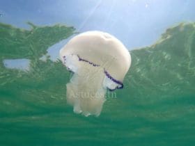 Que faire en cas de piqûre de méduse