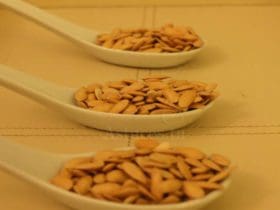 Consommation des pépins de melon