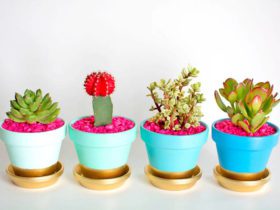 Pots de fleurs personnalisés pour vos mini-cactus