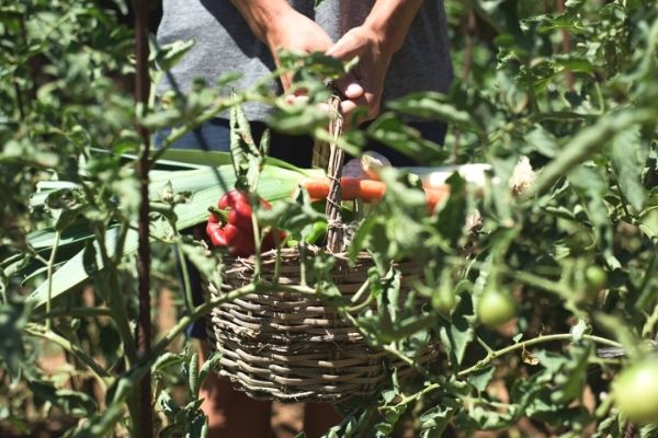 marchés de produits locaux