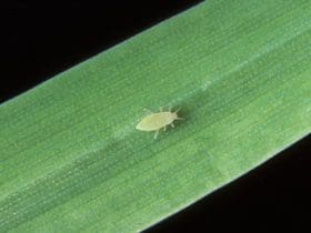 Insecticide naturel pour les plantes