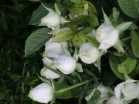 Engrais gratuit avec la peau de banane