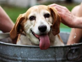 Shampoing fait maison pour chien