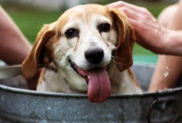 Shampoing fait maison pour chien
