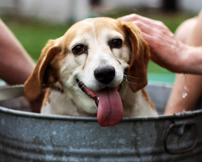 Shampoing fait maison pour chien